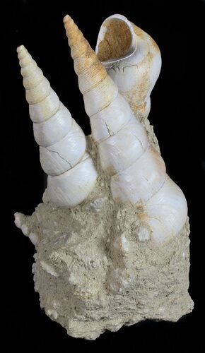 Fossil Gastropod (Haustator) Cluster - Damery, France #56393
